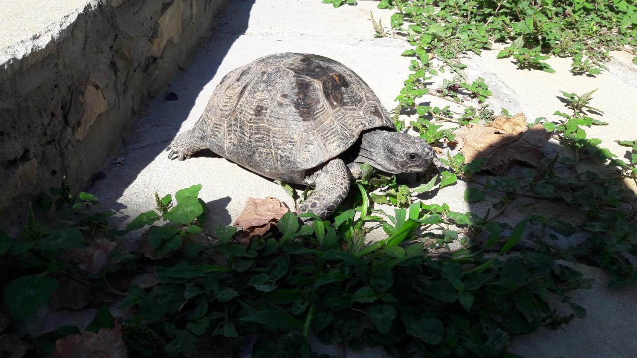 Baku "Black Mountain" Guest House Sangachal Εξωτερικό φωτογραφία